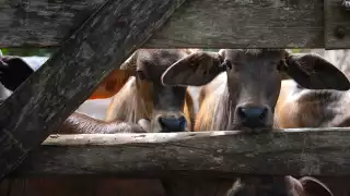 Yucatán suma 82 nuevos casos de gusano barrenador de ganado en una semana