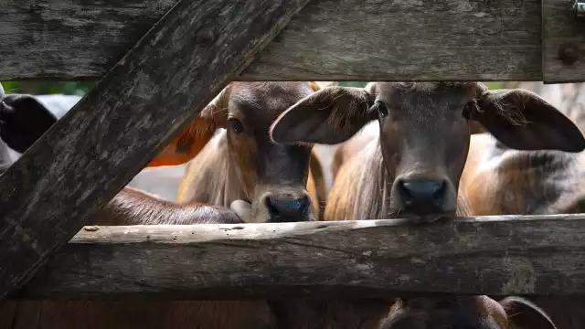 La Seder informa de 82 nuevos reportes de gusano barrenador