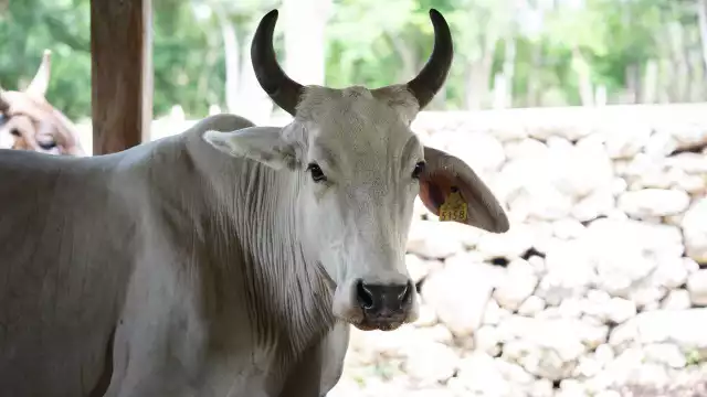 El acumulado estatal ascendió a 587 animales afectados, informa la Secretaría de Desarrollo Rural