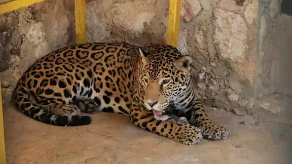 Piden a las autoridades explicar a detalle lo qué ocurrió con un felino en peligro de extinción