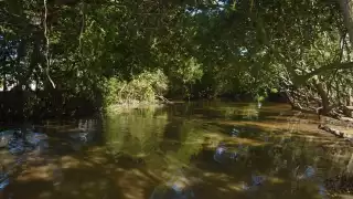 Retiran 100 toneladas de basura en los manglares de Progreso