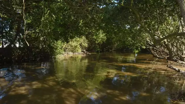 Se logra el retiro de 100 toneladas de basura en áreas naturales al Poniente de Progreso