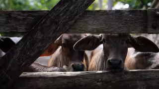 Gusano barrenador avanza en Texas: USDA confirma nuevos casos en ternero y perro