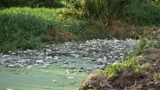 Manglares de Campeche en riesgo por crecimiento de la mancha urbana