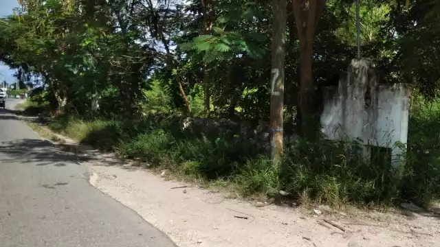 En la calle 2-A con 43 se localizaron sin vida perros, gatos y una zarigüeya, todos con espuma en el hocico, por lo que se presume fueron emponzoñados