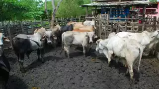 La Tormenta Tropical Cristóbal golpeó fuerte al sector ganadero de Chumpán, Aguacatal y Región de los Ríos. Foto: Fernando Kantún