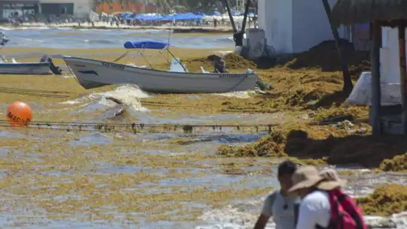 La Secretaría de Marina no descartó que en los próximos meses haya repuntes en la cobertura algal