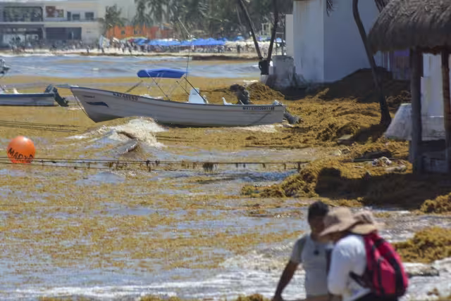 La Secretaría de Marina no descartó que en los próximos meses haya repuntes en la cobertura algal