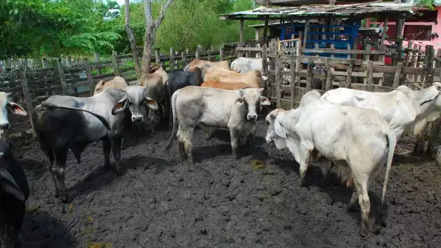 La Tormenta Tropical Cristóbal golpeó fuerte al sector ganadero de Chumpán, Aguacatal y Región de los Ríos. Foto: Fernando Kantún