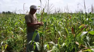 Actividad económica de Quintana Roo cae 5.9%: Inegi