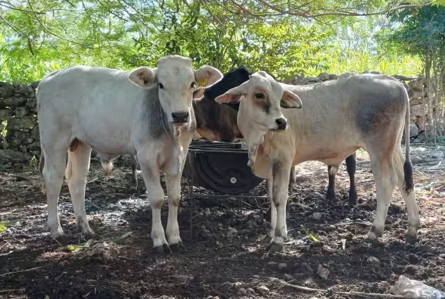 Seder informa que el registro estatal suma 866 reportes confi rmados de gusano barrenador del ganado