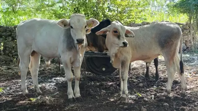 Agua, clave para enfrentar la crisis del campo en Campeche

