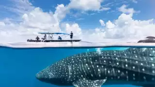 'Desaparece' tiburón ballena en Quintana Roo; sólo se han visto dos este 2023