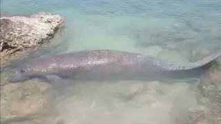Manatí que fue rescatado en Isla Mujeres en el mes de enero, ahora visita la isla de Holbox
