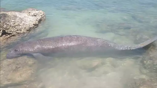 Manatí que fue rescatado en Isla Mujeres en el mes de enero, ahora visita la isla de Holbox
