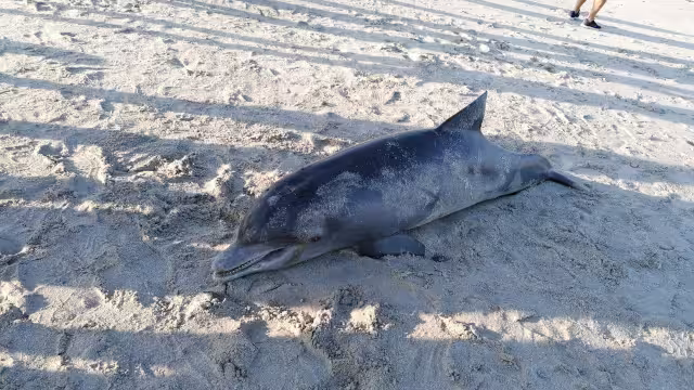 FOTOS: Fernando Kantún