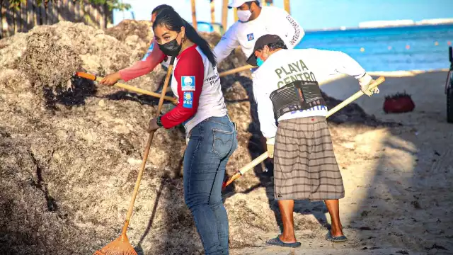 Cuadrillas de trabajadores de clubes de playa y de Zofemat retiran el alga de las playas.