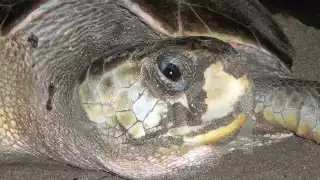 Hasta 300 mil pesos de multa por tener tortugas marinas de mascota en Ciudad del Carmen