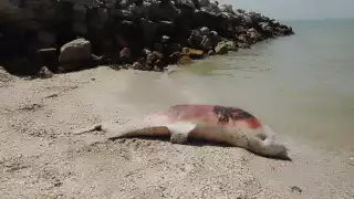 Esta no es la primera vez que encuentran un animal marino y las autoridades no dan la cara