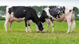 Foto: Fernando Kantún