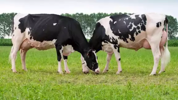 Foto: Fernando Kantún