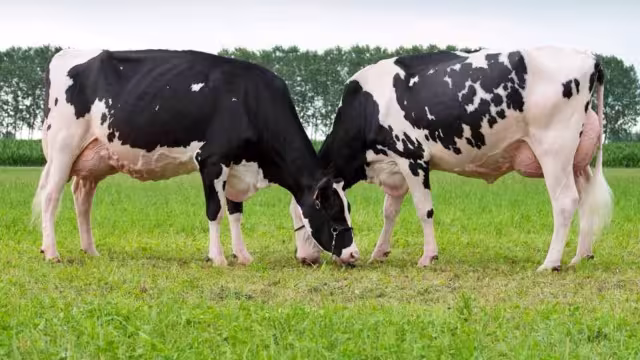 Foto: Fernando Kantún