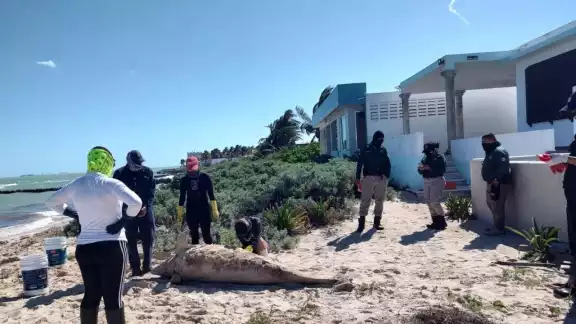 El delfín había recalado hace unas semanas en Chelem El delfín había recalado hace unas semanas en Chelem