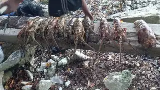 De acuerdo con los voluntarios, a esta área arriban personas que bucean para capturar langosta y caracol joven dentro del Parque Marino Nacional