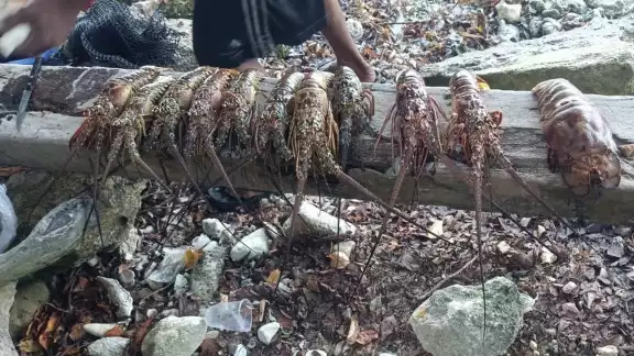 De acuerdo con los voluntarios, a esta área arriban personas que bucean para capturar langosta y caracol joven dentro del Parque Marino Nacional De acuerdo con los voluntarios, a esta área arriban personas que bucean para capturar langosta y caracol joven dentro del Parque Marino Nacional