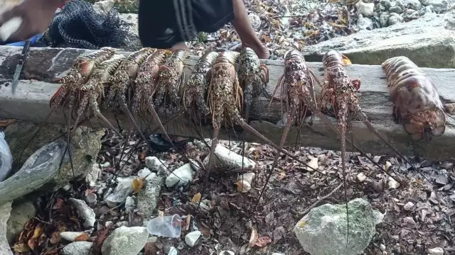 De acuerdo con los voluntarios, a esta área arriban personas que bucean para capturar langosta y caracol joven dentro del Parque Marino Nacional