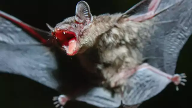 Autoridades tomarían cartas en el asunto para confirmar el hallazgo de un murciélago