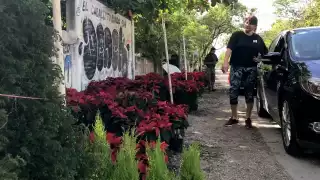 Los vendedores llegan desde Michoacán con más de mil ejemplares de Nochebuenas