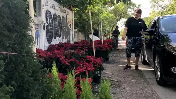 Los vendedores llegan desde Michoacán con más de mil ejemplares de Nochebuenas Los vendedores llegan desde Michoacán con más de mil ejemplares de Nochebuenas