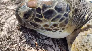 El anfibio se encontraba desorientado cuando fue fue resguardado por la Policía Ecológica de Progreso