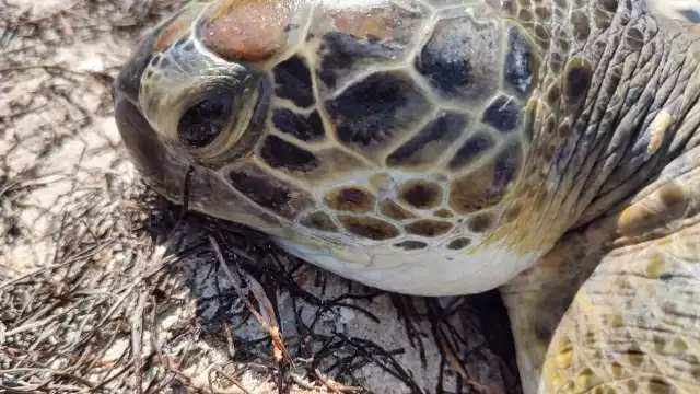El anfibio se encontraba desorientado cuando fue fue resguardado por la Policía Ecológica de Progreso