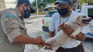 A pesar del Covid-19, se está llevando a cabo la campaña con las medidas sanitarias