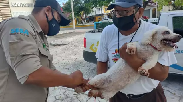A pesar del Covid-19, se está llevando a cabo la campaña con las medidas sanitarias