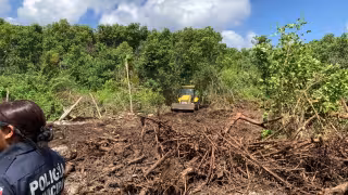El mangle blanco es una de las especies de esta planta que existen en Quintana Roo, que son protegidas