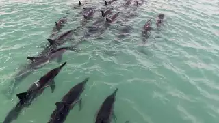 Muere delfín varado en playas de Holbox; avistan a un grupo de 50 ejemplares