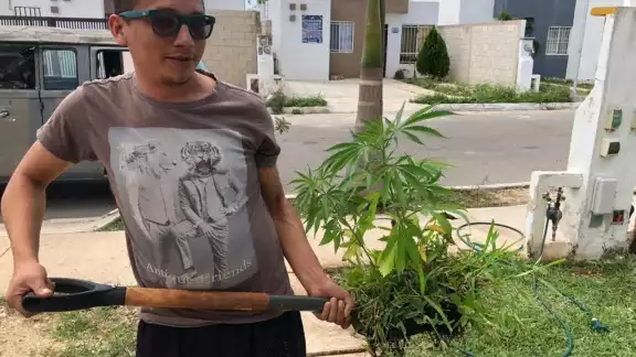 Se ha demostrado que el compuesto de la marihuana sirve para atender el Parkinson, epilepsia, algunos tipos de cáncer y dolor arteria Se ha demostrado que el compuesto de la marihuana sirve para atender el Parkinson, epilepsia, algunos tipos de cáncer y dolor arteria