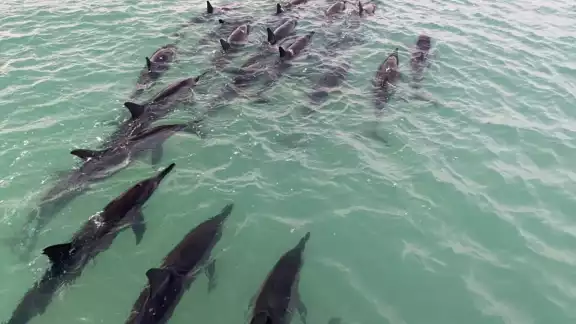 El grupo de delfines fue avistado cerca de la orilla de Punta Mosquito y de la isla de Holbox, en Quintana Roo El grupo de delfines fue avistado cerca de la orilla de Punta Mosquito y de la isla de Holbox, en Quintana Roo
