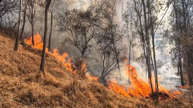 El fuego se registró en la tercera sección del Bosque de Chapultepec