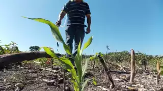 Productores que perdieron su cosecha no tendrán indemnización en Quintana Roo