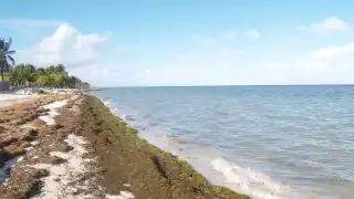 El sargazo apareció este fin de semana