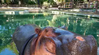 Jardín Zoológico Payo Obispo reabre sus puertas en Chetumal