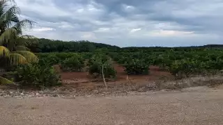 Ahora se cultivan limones