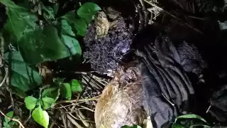 La FGE hizo el levantamiento de los restos para proceder con las averiguaciones correspondientes