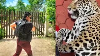 El jaguar fue sacado de la vivienda en la colonia 'las Fincas' de Cozumel por agentes de la FGE Quintana Roo