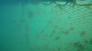 Barreras en el mar en Playa del Carmen son un riesgo letal para las tortugas marinas