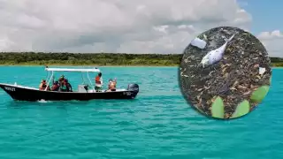 Los cultivos de los menonitas en Bacalar y la caña de azúcar son los que utilizan más agrotóxicos, reveló el estudio del Colegio Frontera Sur